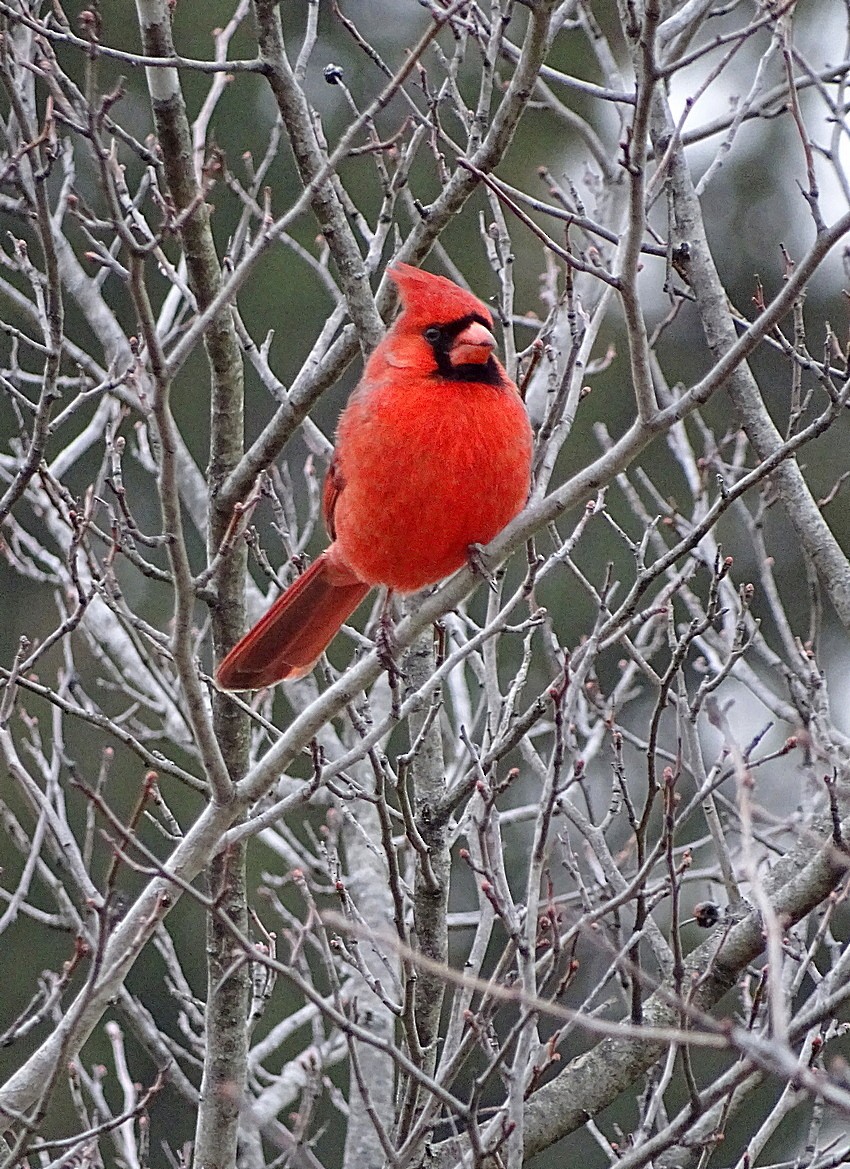 Northern Cardinal (Common) - Jens Thalund