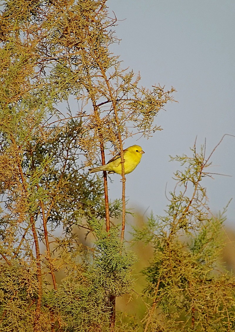 Sudan Golden Sparrow - ML205498511