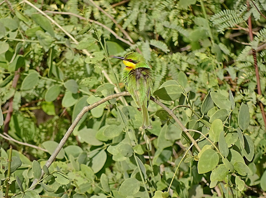 Little Bee-eater - ML205498551