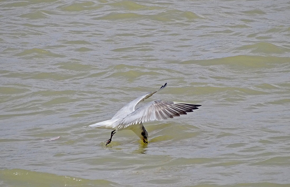 Gull-billed Tern - ML205498571
