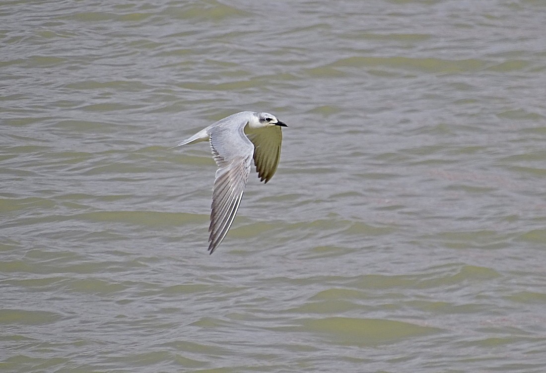Gull-billed Tern - ML205498581