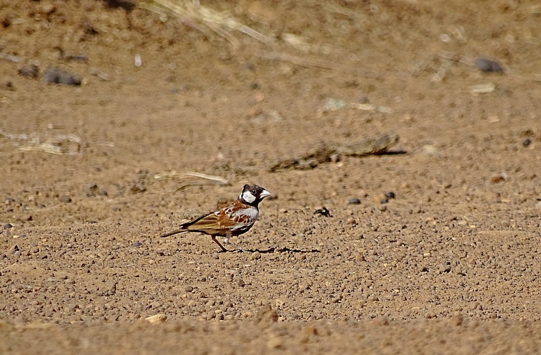 Chestnut-backed Sparrow-Lark - ML205498611
