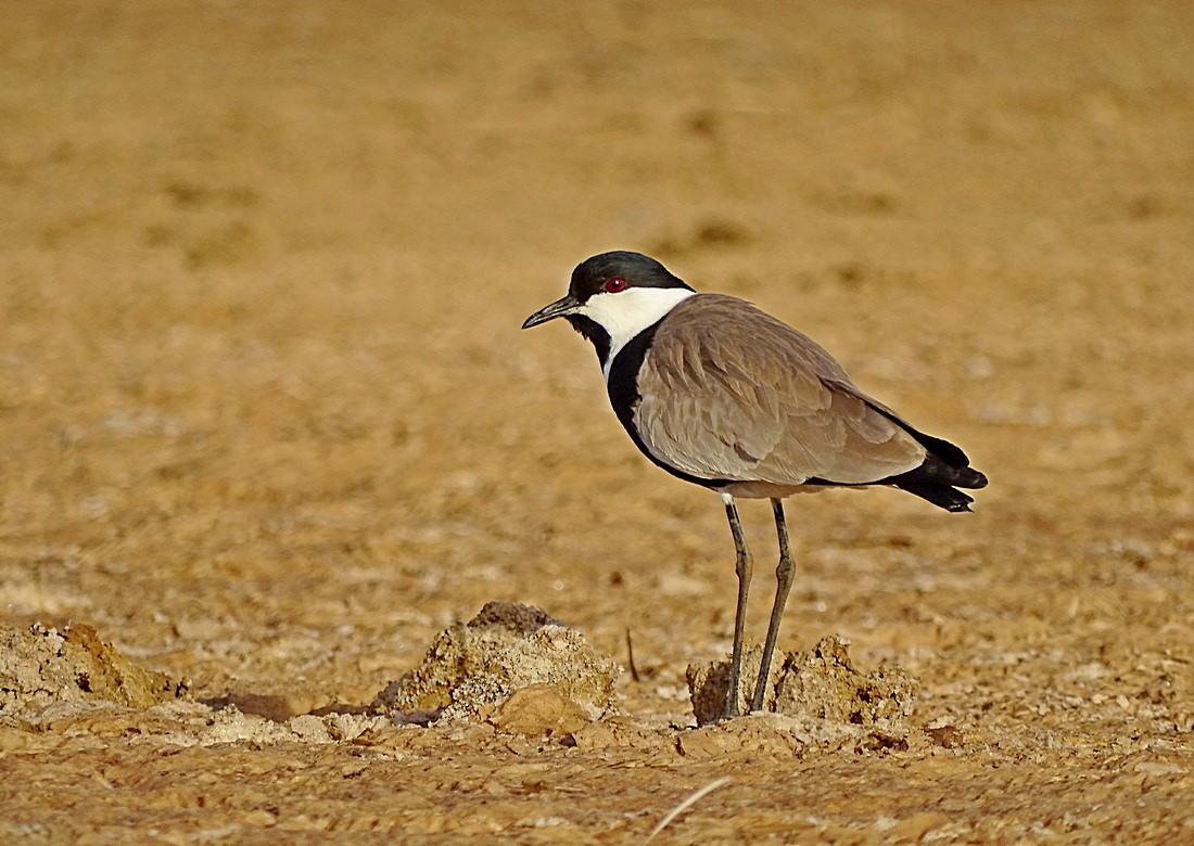 Spur-winged Lapwing - ML205498731