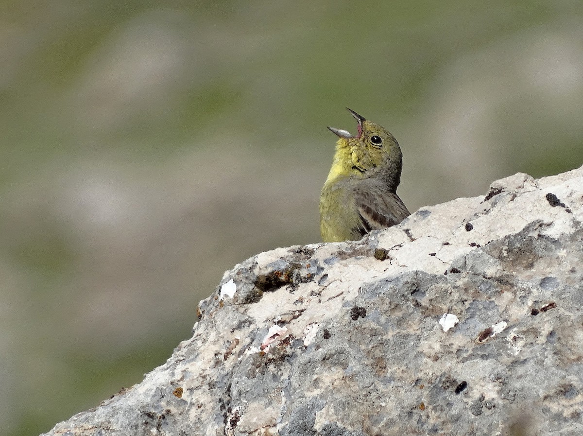 Cinereous Bunting (Yellow-bellied) - Jens Thalund