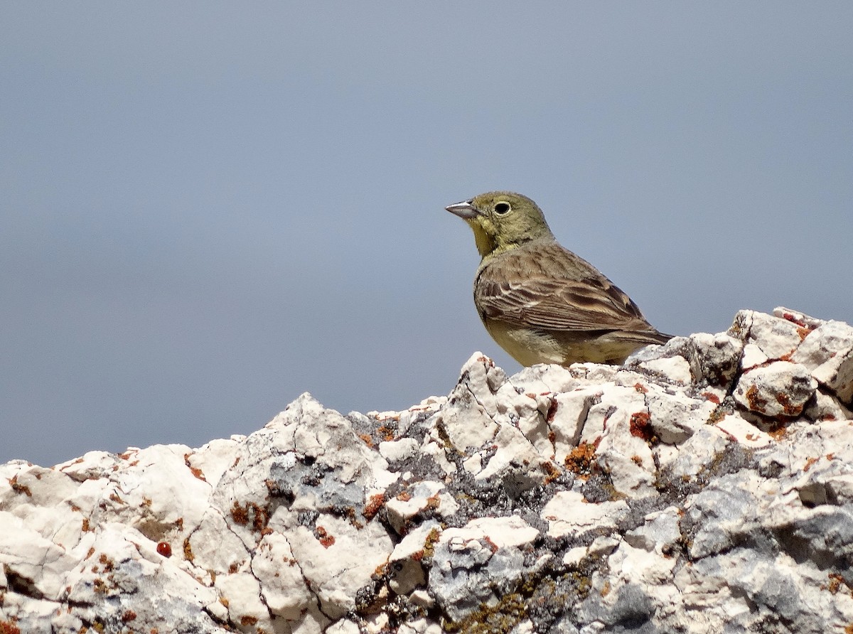 Cinereous Bunting (Yellow-bellied) - Jens Thalund