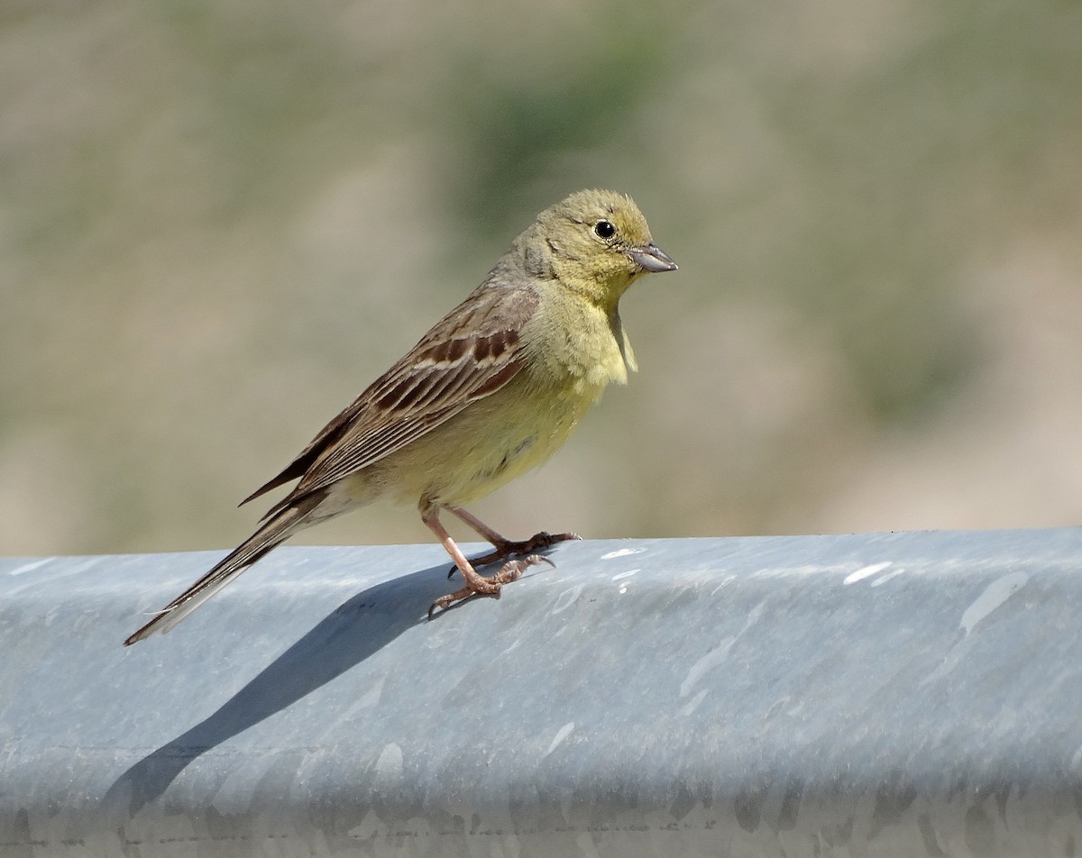 Cinereous Bunting (Yellow-bellied) - ML205498871