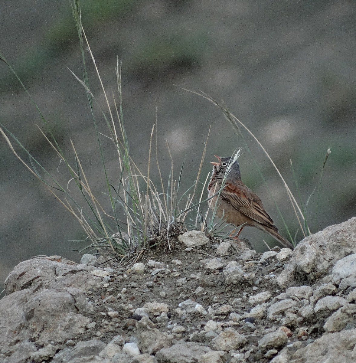 Gray-necked Bunting - Jens Thalund