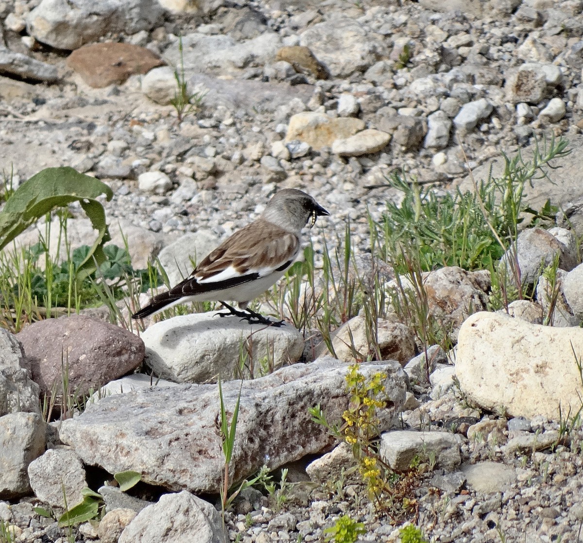 White-winged Snowfinch - ML205499131