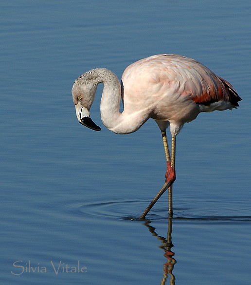 Chilean Flamingo - ML205499961