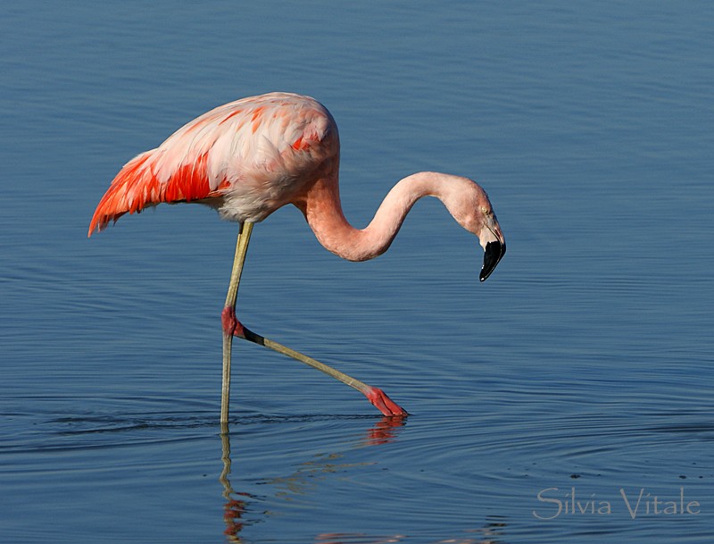 Chilean Flamingo - Silvia Vitale