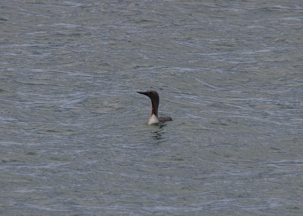 Red-throated Loon - ML205500571
