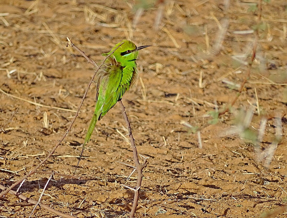 African Green Bee-eater - ML205500791