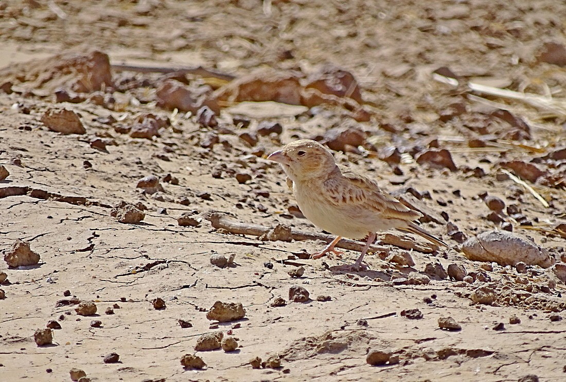 Black-crowned Sparrow-Lark - ML205500861