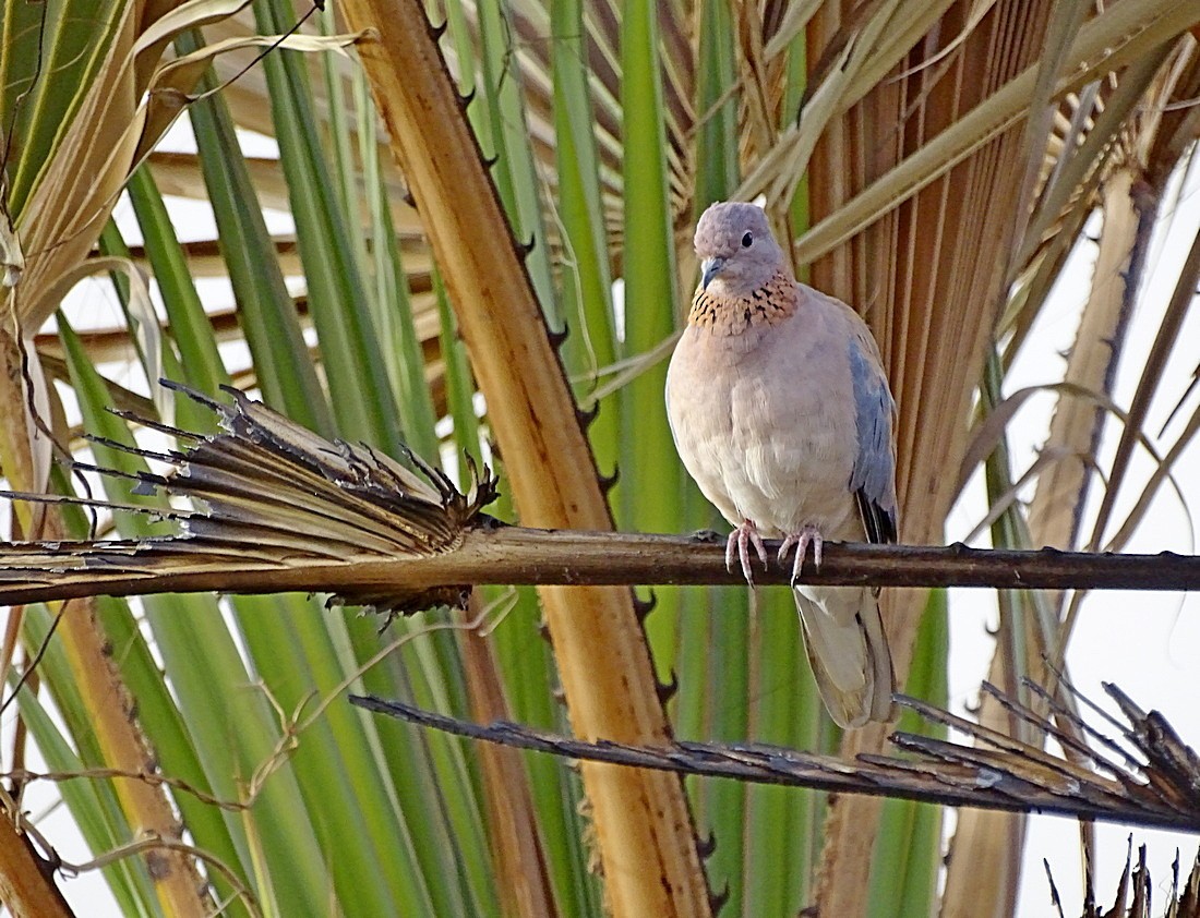 Laughing Dove - ML205500961