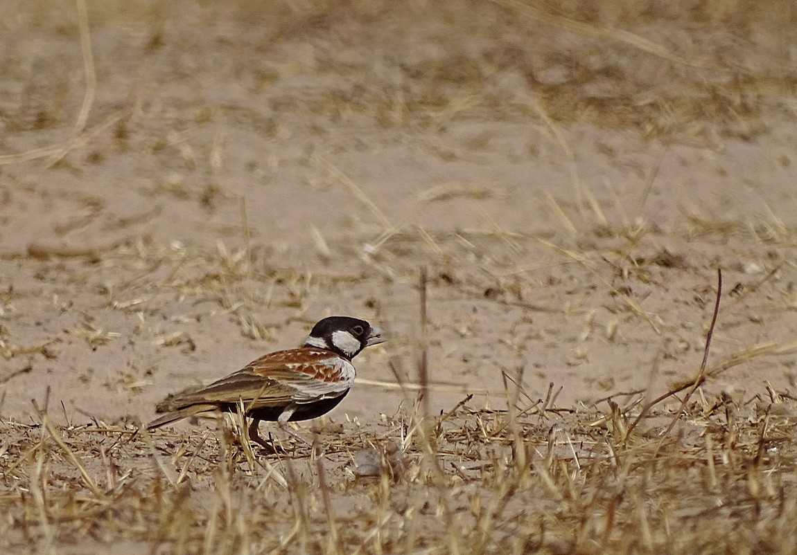 Chestnut-backed Sparrow-Lark - Jens Thalund