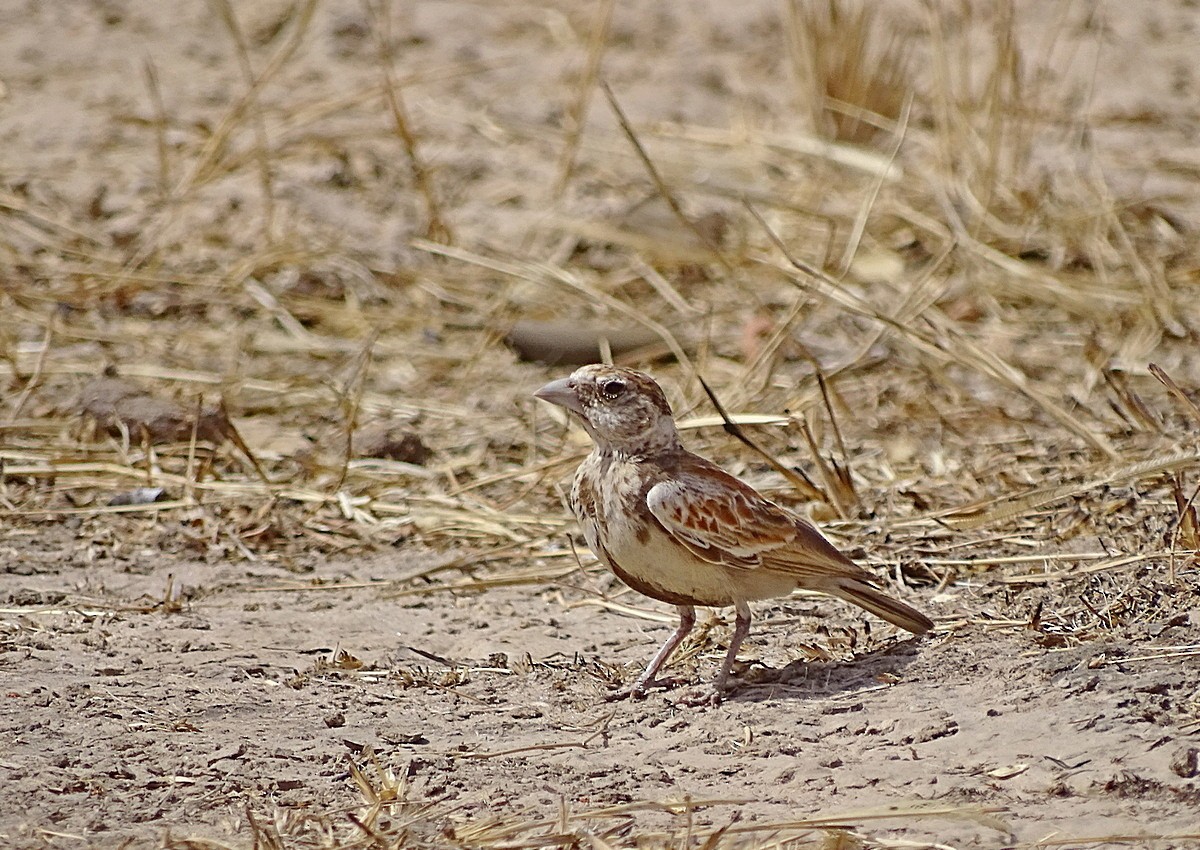 Chestnut-backed Sparrow-Lark - ML205501411