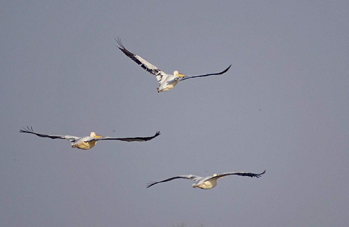 Great White Pelican - Jens Thalund