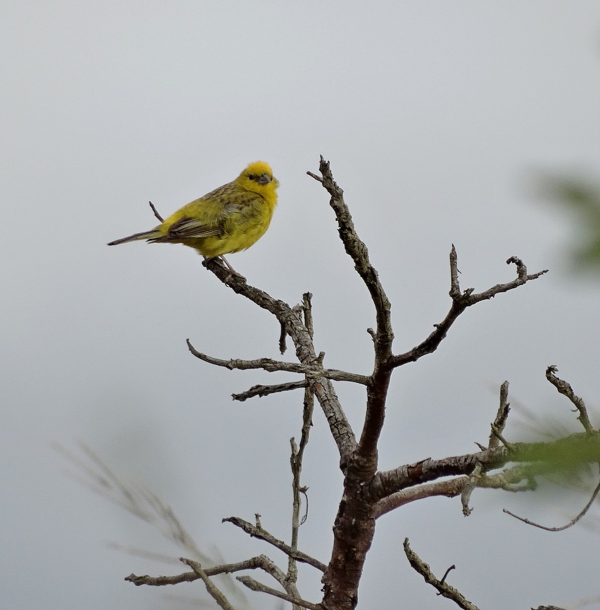 Stripe-tailed Yellow-Finch - ML205501571
