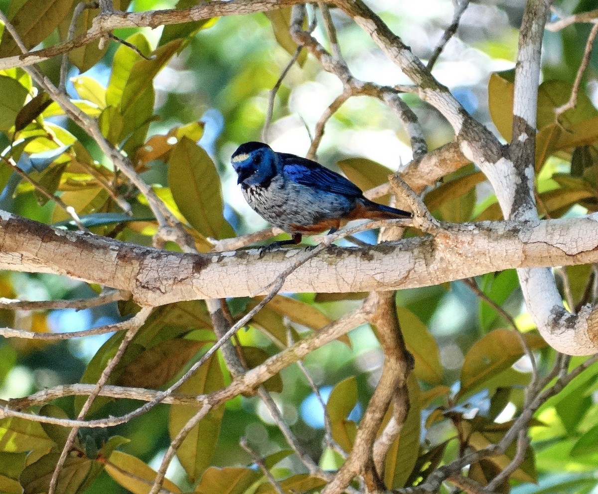 Opal-rumped Tanager (Silver-breasted) - ML205501601