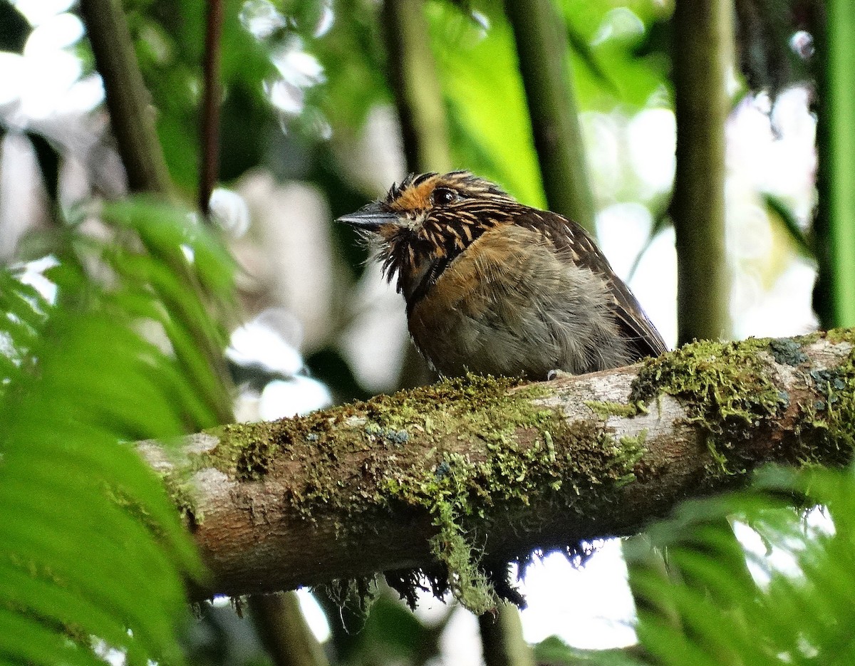 Crescent-chested Puffbird (Greater) - ML205501811