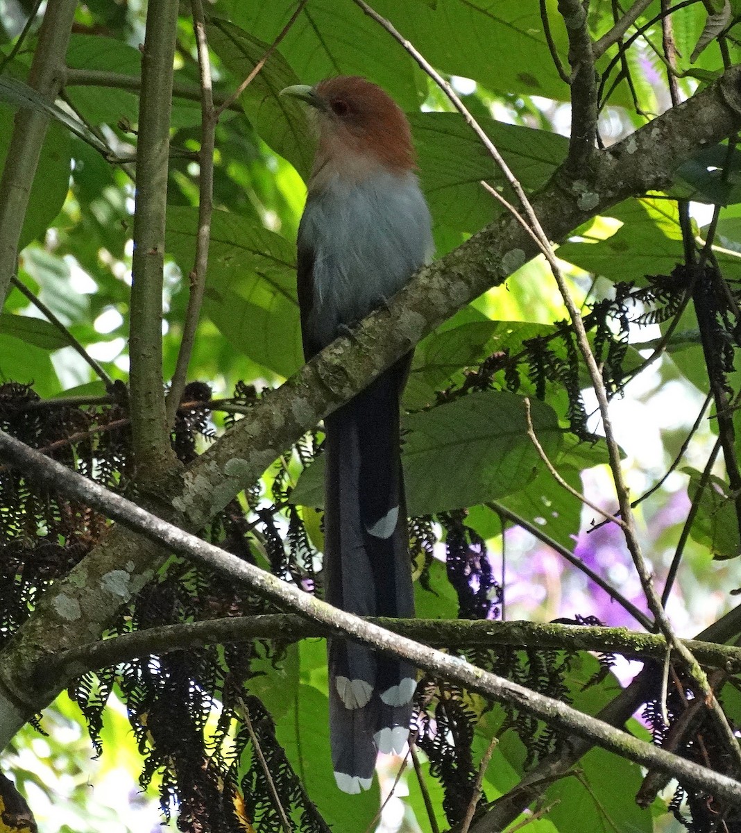 Squirrel Cuckoo (Amazonian) - Jens Thalund