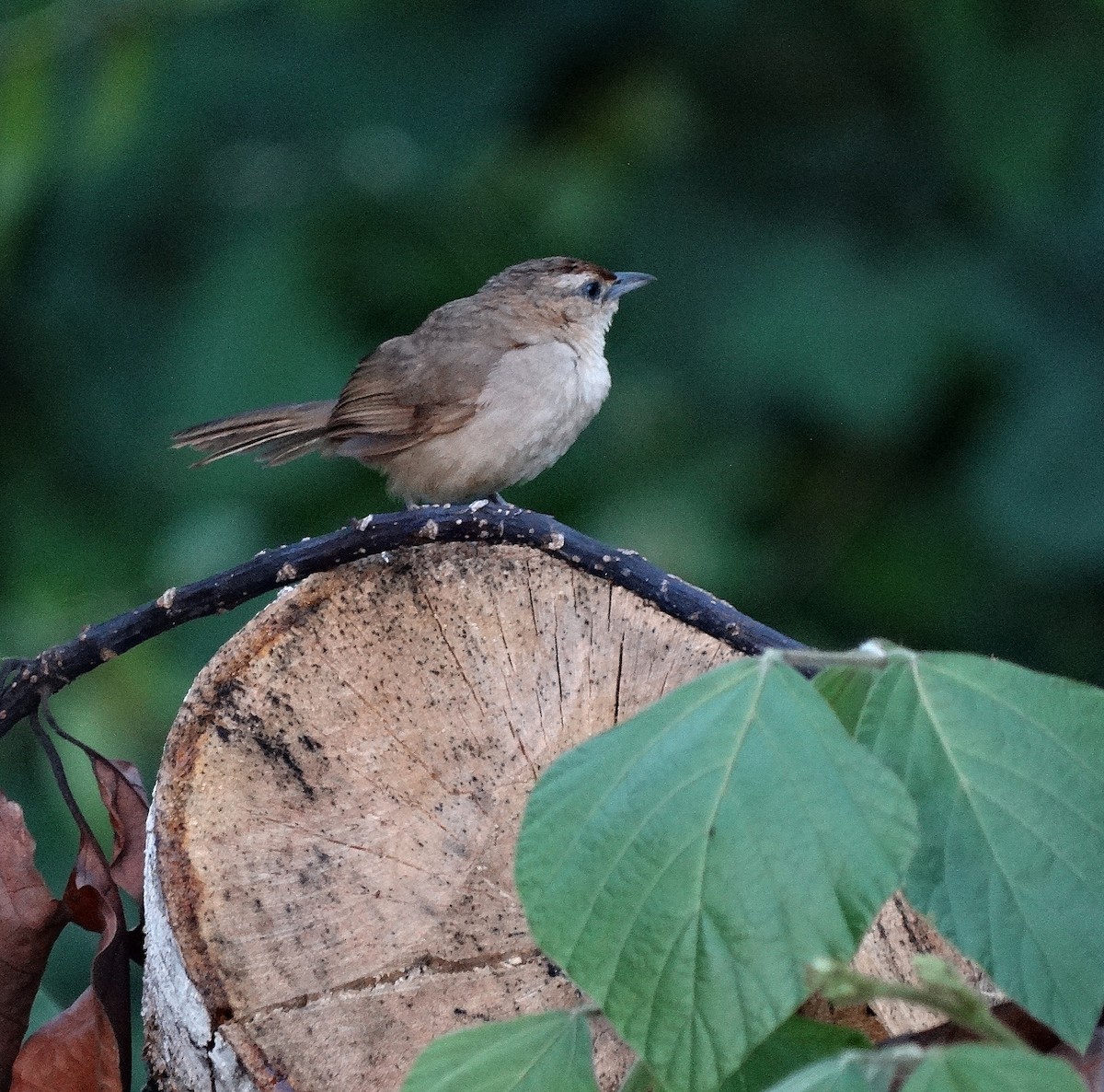 Rufous-fronted Thornbird (Rufous-fronted) - ML205501851