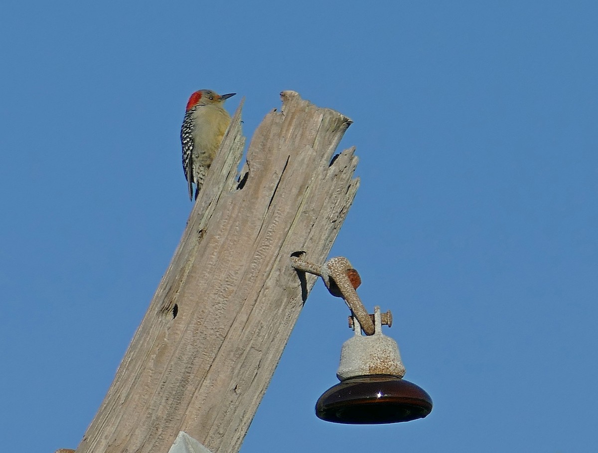 Red-bellied Woodpecker - ML205501951
