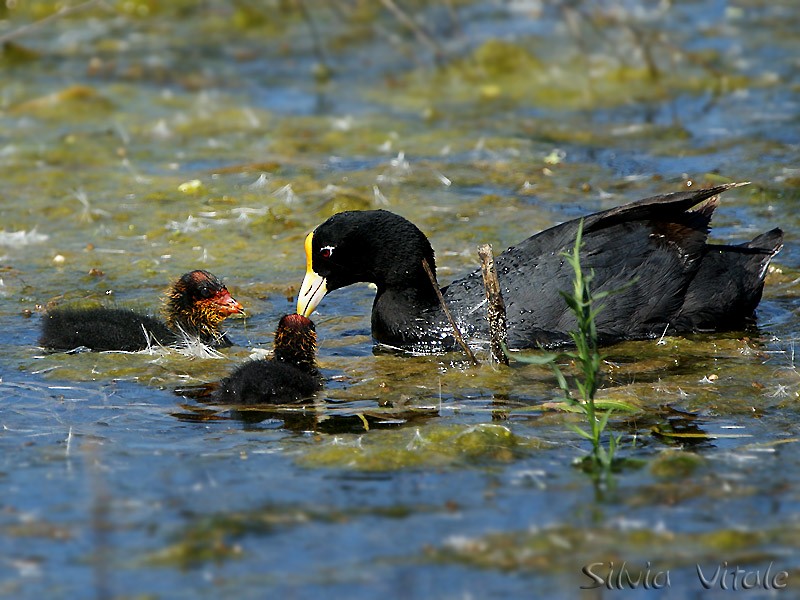 White-winged Coot - ML205502371