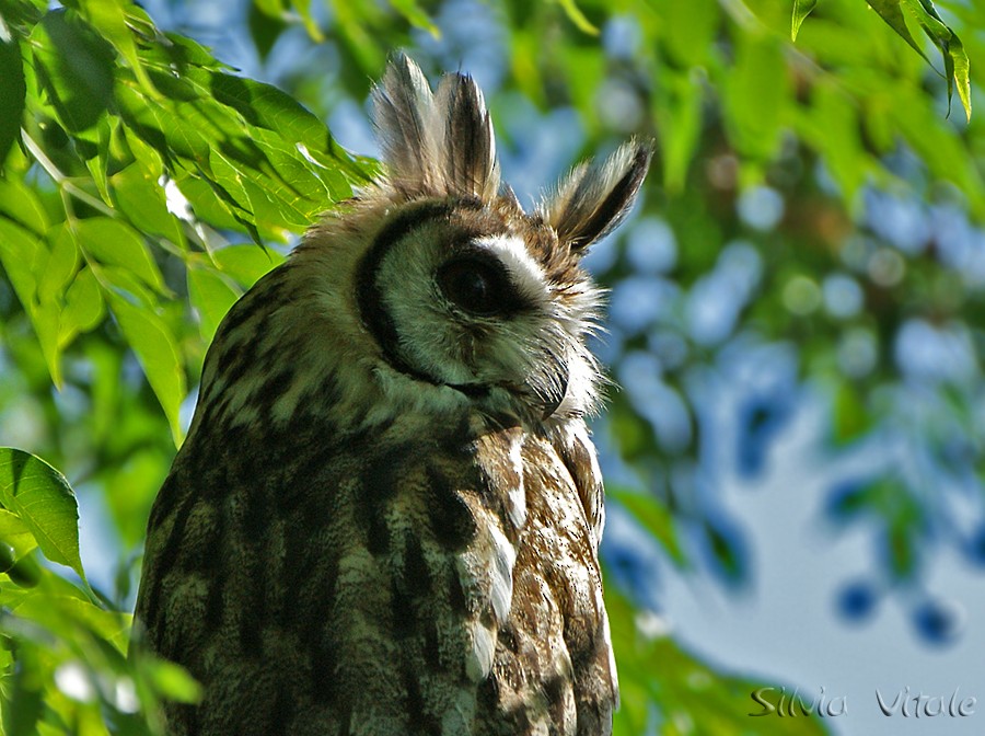 Striped Owl - Silvia Vitale