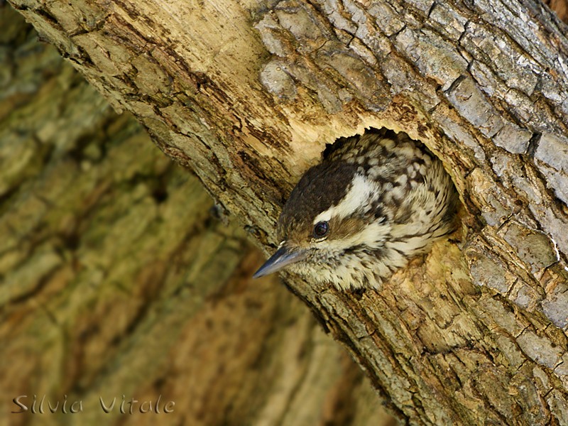 Checkered Woodpecker - Silvia Vitale