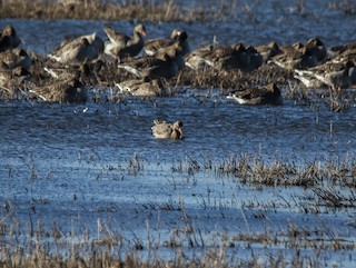 Greater White-fronted Goose, ML205502951