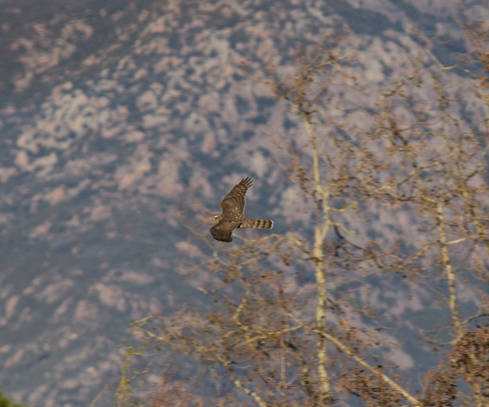 Eurasian Sparrowhawk - juan gonzalez valdivieso