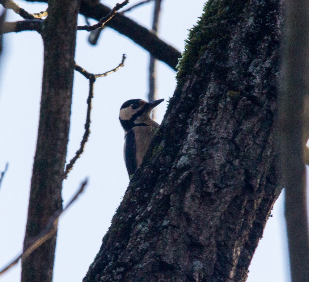 Great Spotted Woodpecker - juan gonzalez valdivieso