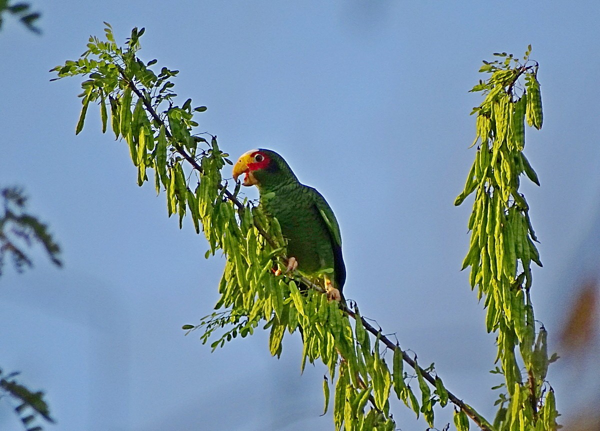 Yellow-lored Parrot - Jens Thalund