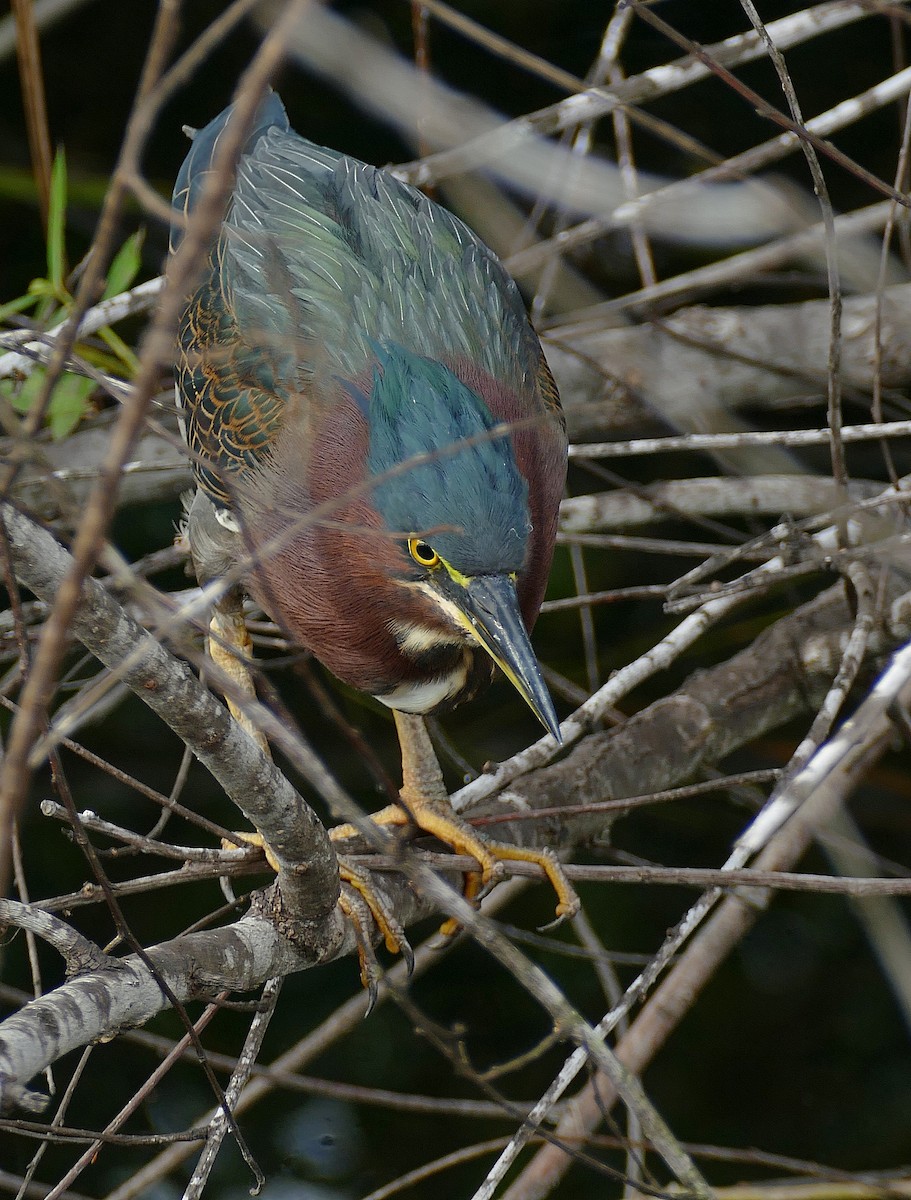 Green Heron (virescens/bahamensis) - Jens Thalund