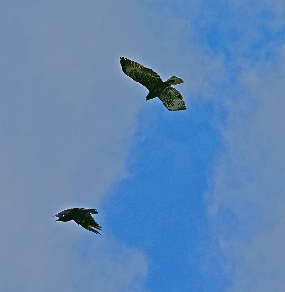 Short-tailed Hawk - Jens Thalund