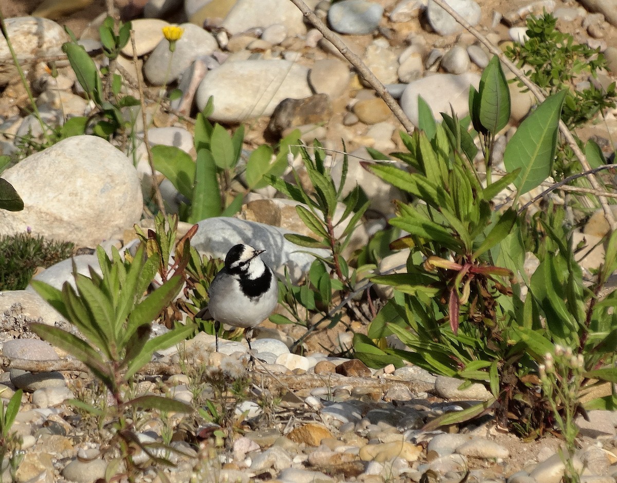 White Wagtail (Moroccan) - Jens Thalund