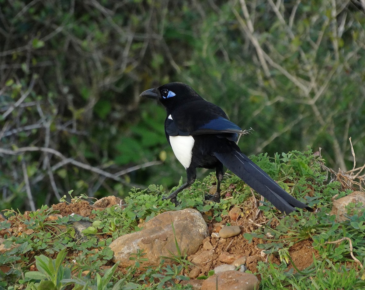 Maghreb Magpie - ML205504321