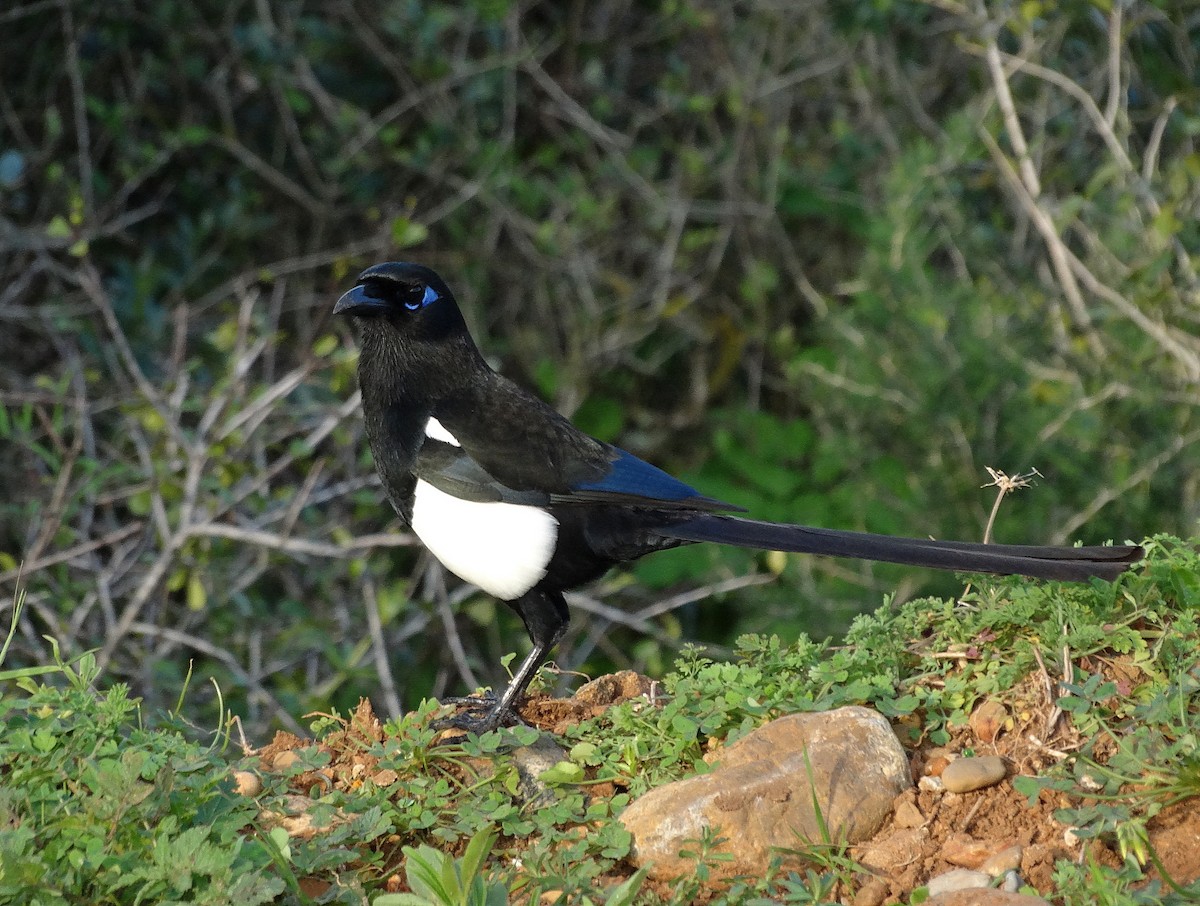 Maghreb Magpie - ML205504331