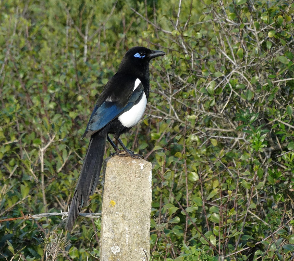Maghreb Magpie - ML205504341