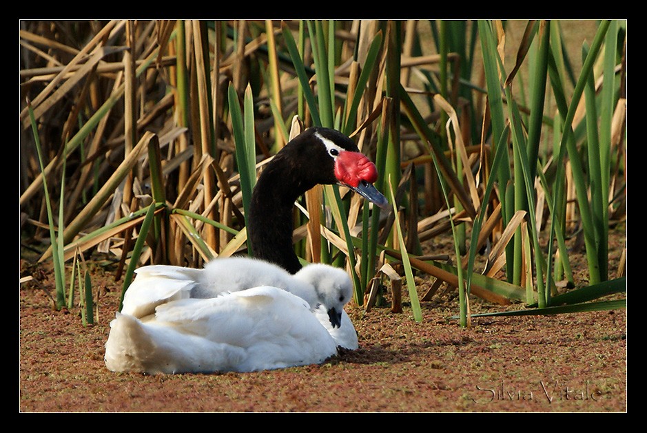 Black-necked Swan - Silvia Vitale
