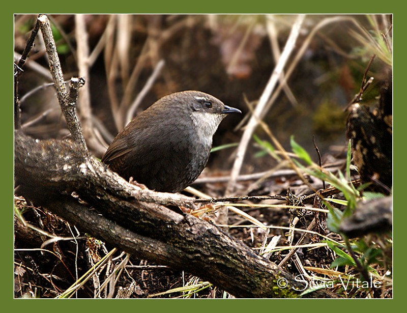 Zimmer's Tapaculo - ML205504981