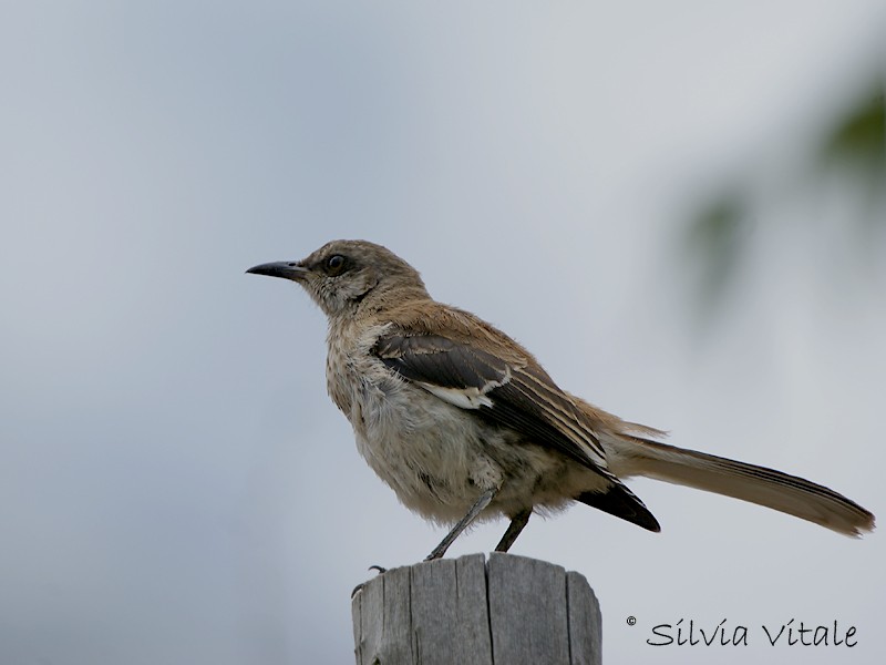 Brown-backed Mockingbird - Silvia Vitale