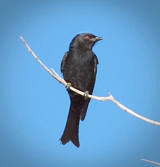 Fork-tailed Drongo - ML205505151