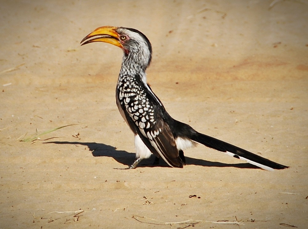 Southern Yellow-billed Hornbill - Igmar Grewar