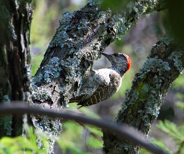 Golden-tailed Woodpecker - Igmar Grewar