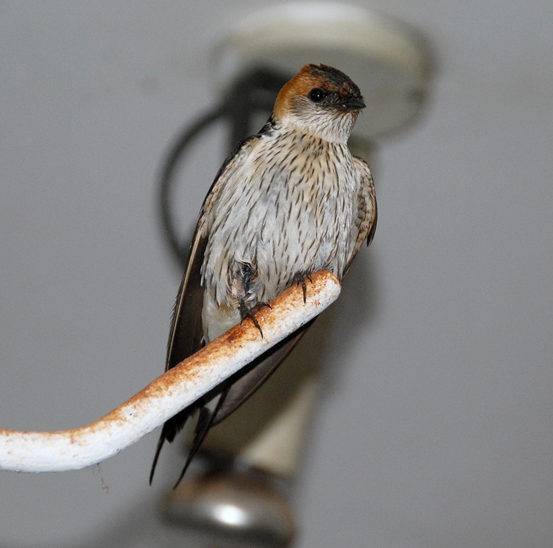 Greater Striped Swallow - ML205505231