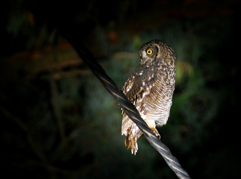 Spotted Eagle-Owl - ML205505271