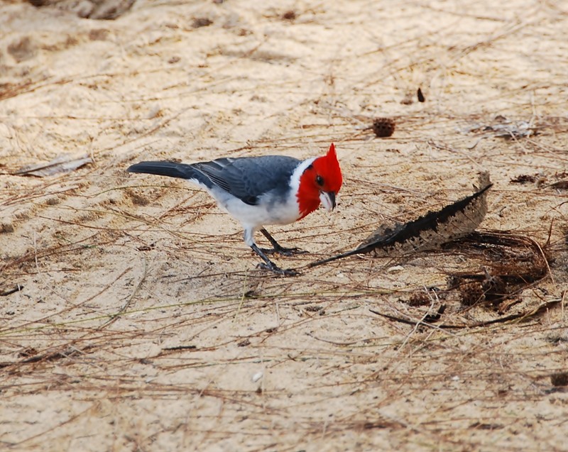 Red-crested Cardinal - ML205505351