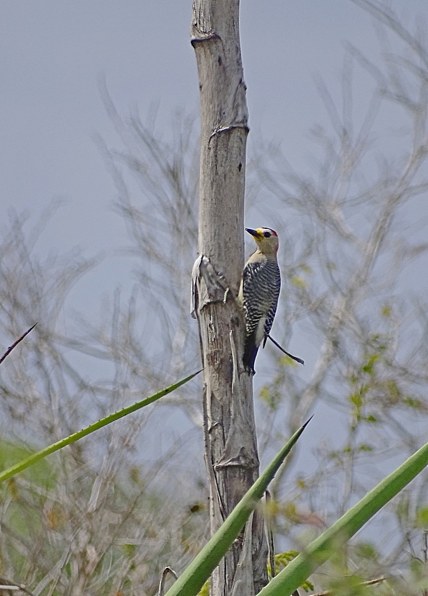 Yucatan Woodpecker - Jens Thalund
